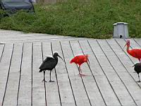 Ibis de Ridgway & Ibis rouge (Photo F. Mrugala) (1)